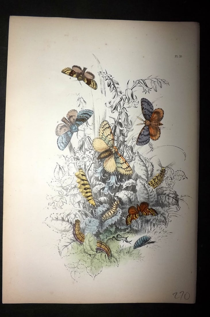 Humphreys, Noel 1860 Hand Colored Moth Print 10 (1 of 1)
