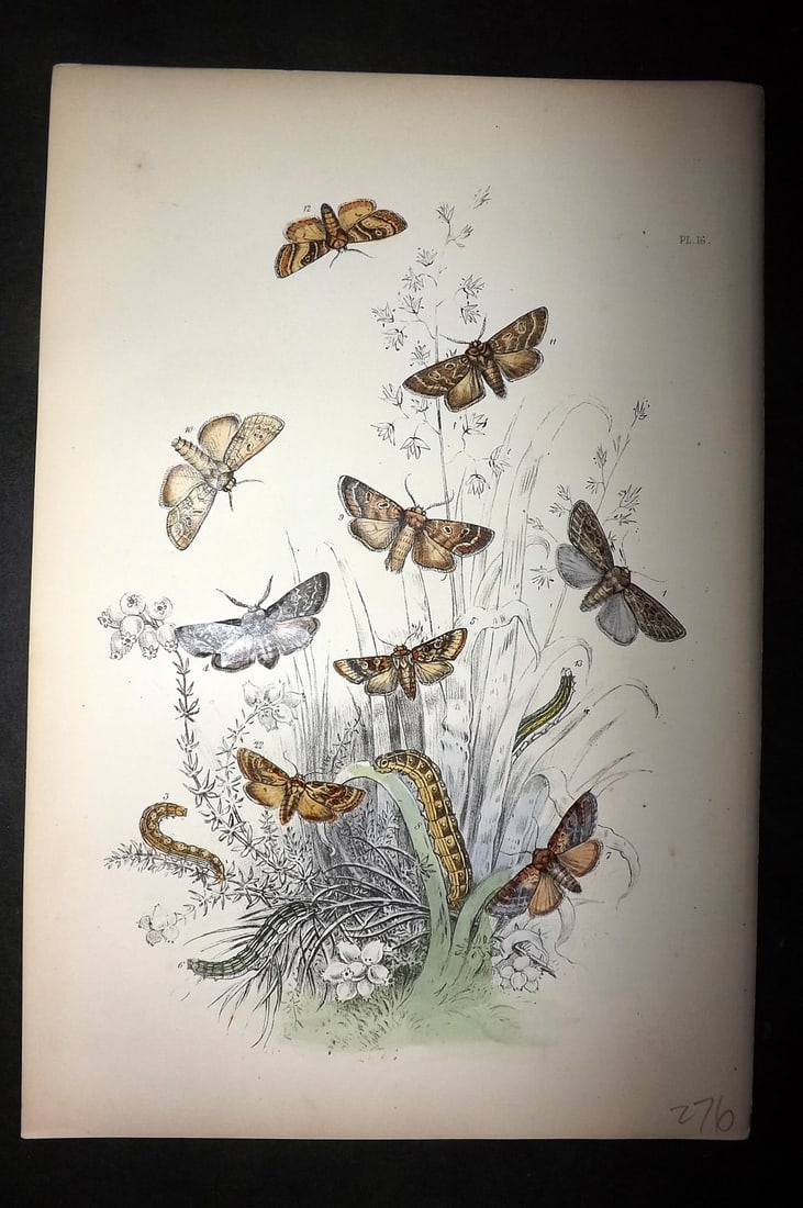 Humphreys, Noel 1860 Hand Colored Moth Print 16 (1 of 1)