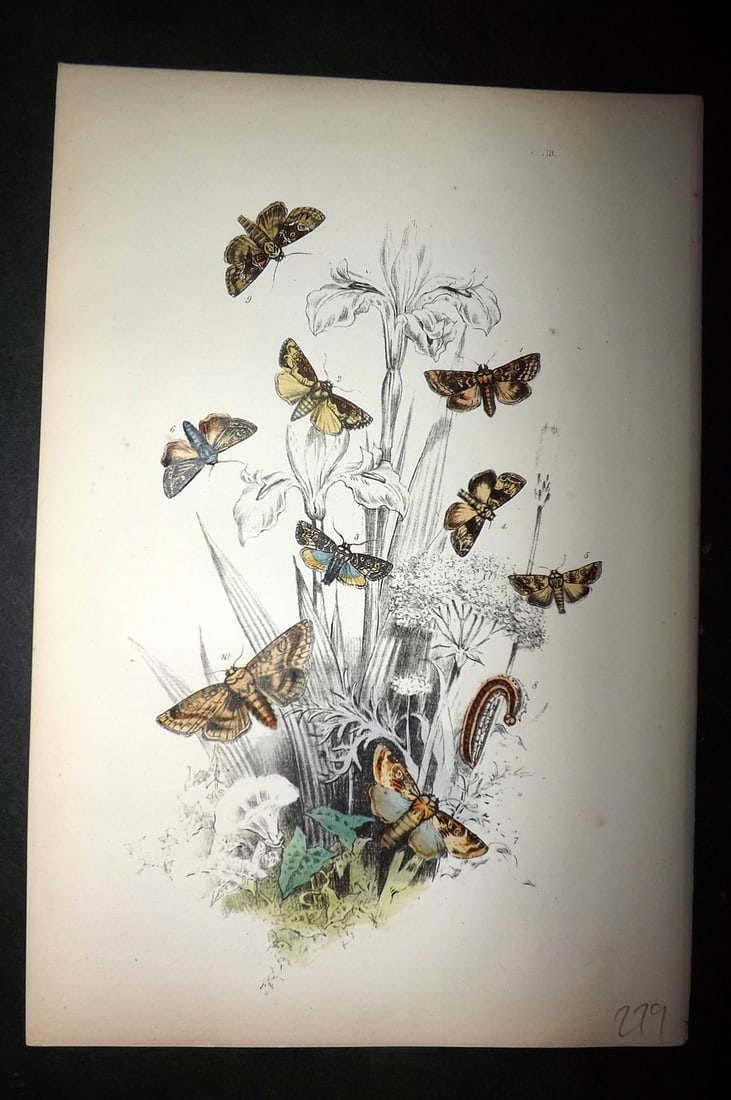 Humphreys, Noel 1860 Hand Colored Moth Print 19 (1 of 1)