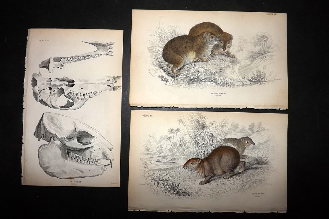 Jardine, William 1836 Lot of 3 Prints incl Hand Col. Hyrax and Anatomy (1 of 1)