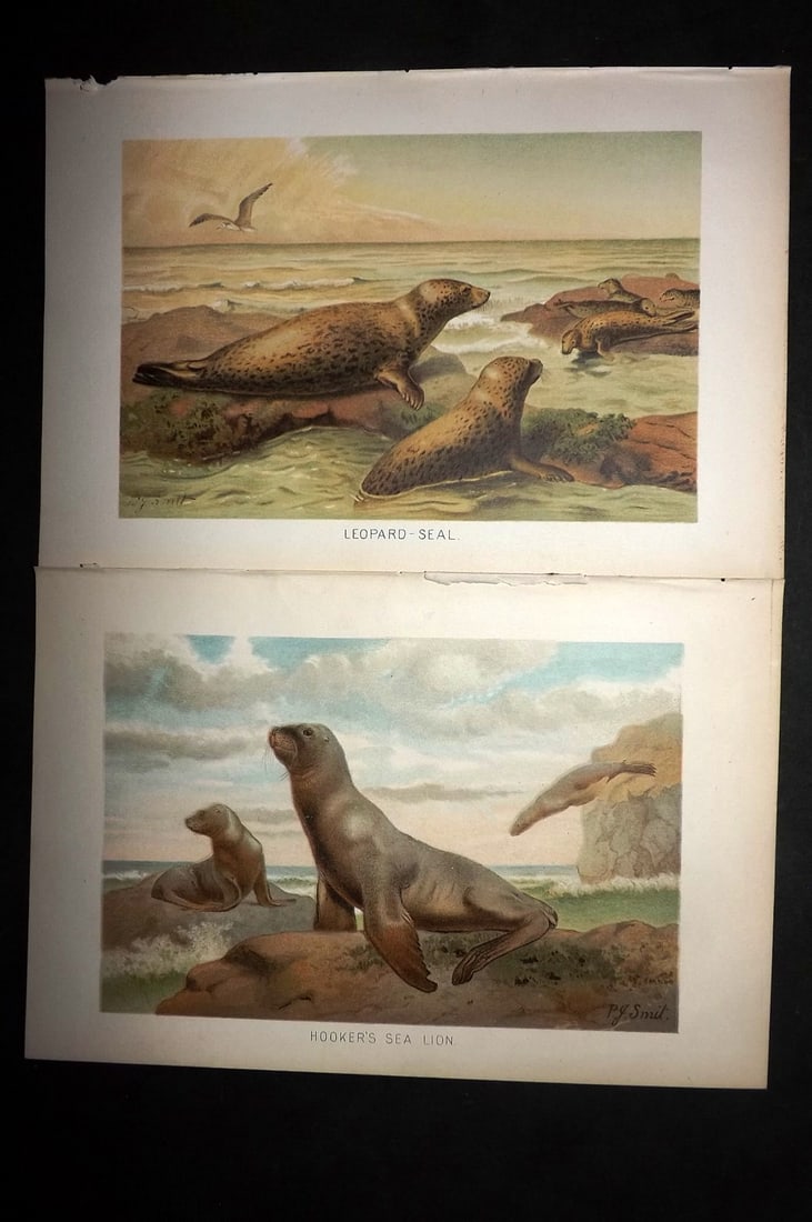 Lydekker, Richard 1896 Pair of Prints. Sea Lion & Leopard Seal (1 of 1)
