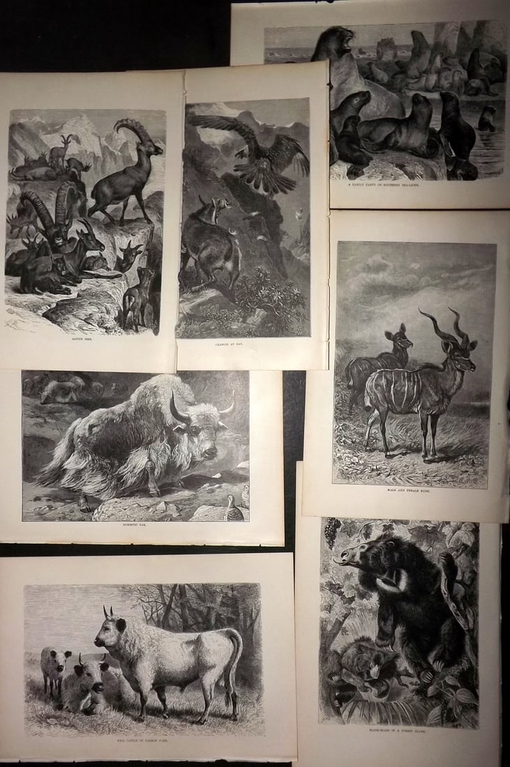 Lydekker, Richard 1896 Lot of 7 Natural History Prints (1 of 1)