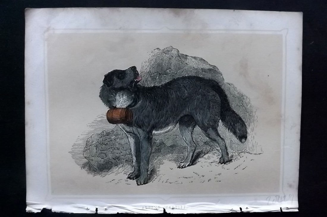 Morris, Francis 1852 Antique Print. Alpine Mastiff Dog (1 of 1)