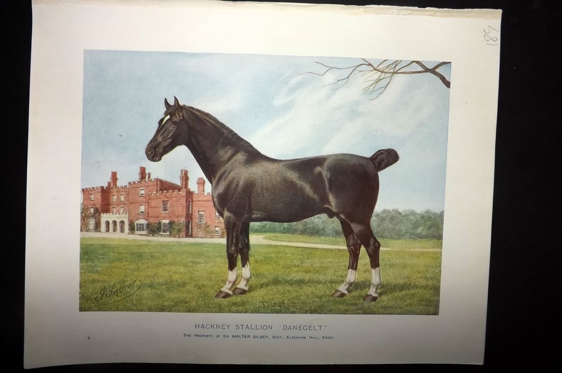 Prince-Sheldon, J. 1902 Horse Print. Hackney Stallion "Danegelt" (1 of 1)