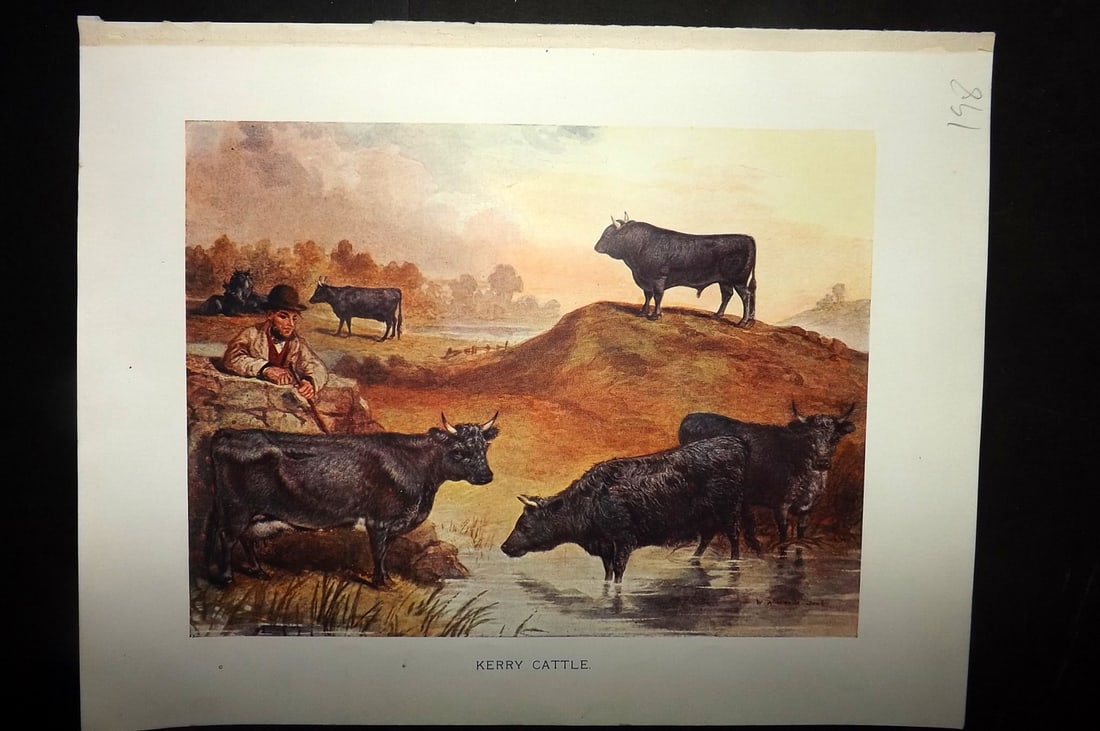 Prince-Sheldon, J. 1902 Print. Kerry Cattle (1 of 1)