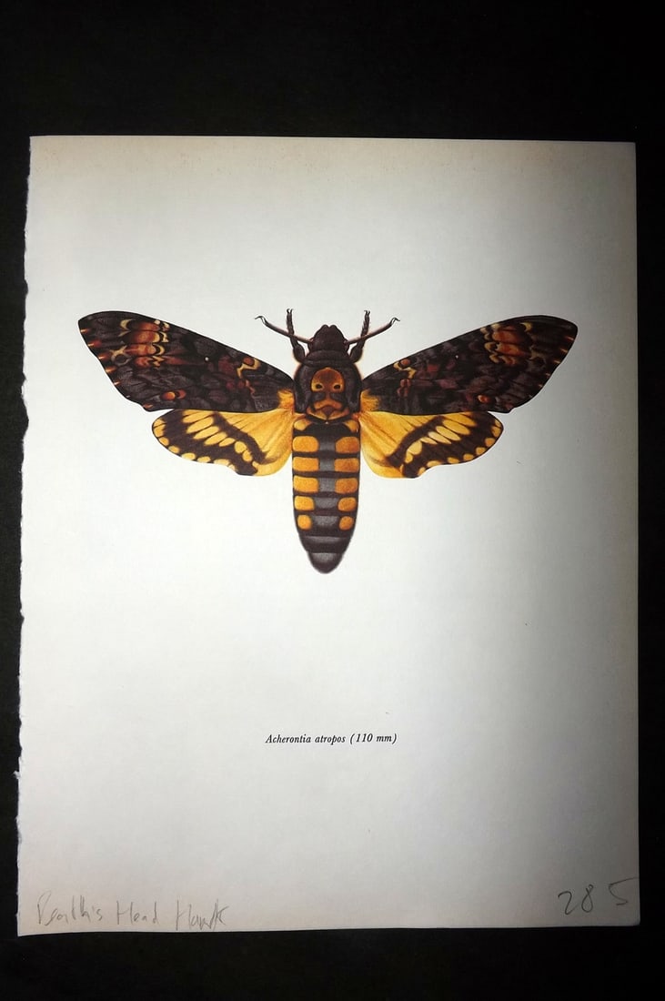 Prochazka, Frantisek 1966 Vintage Moth Print. Death's Head Hawk (1 of 1)