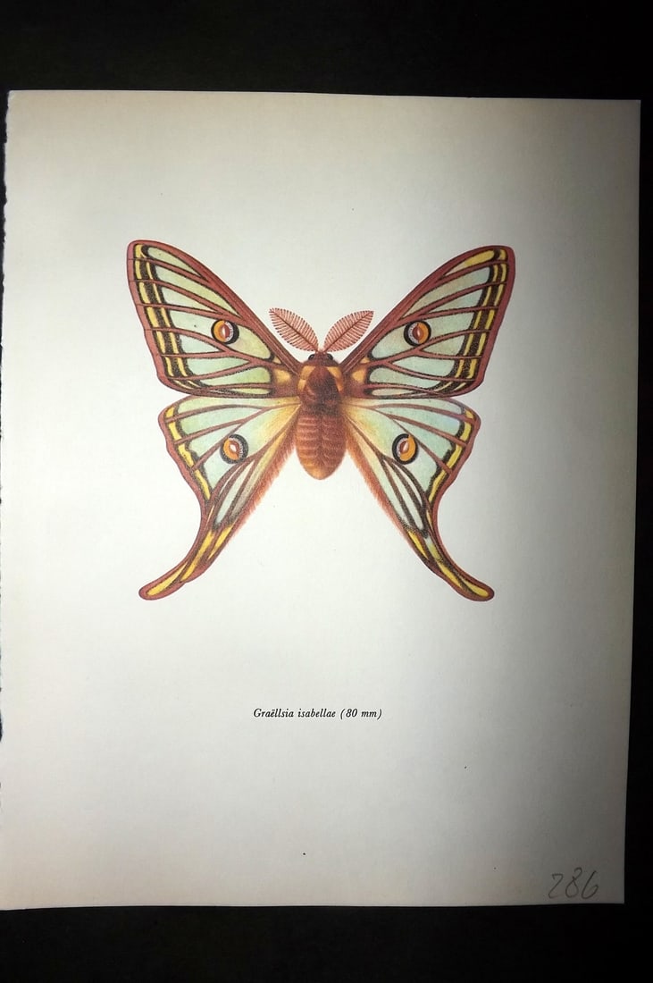 Prochazka, Frantisek 1966 Vintage Moth Print. Graellsia isabelle (1 of 1)