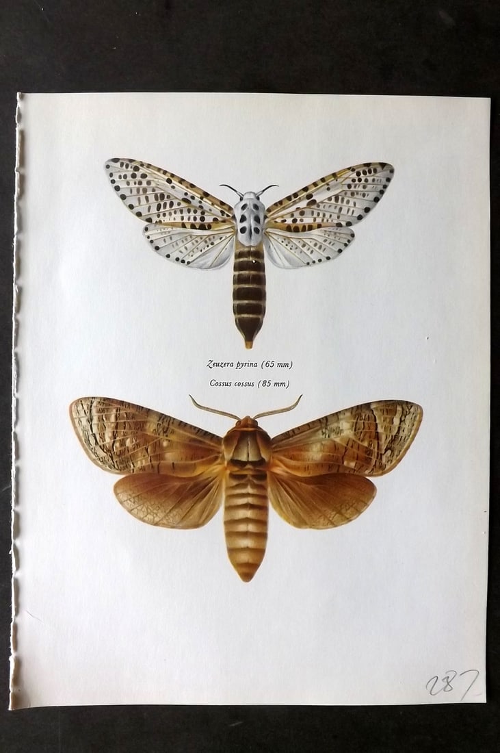 Prochazka, Frantisek 1966 Vintage Moth Print. Zeuzera pyrina. Cossus Cossus (1 of 1)