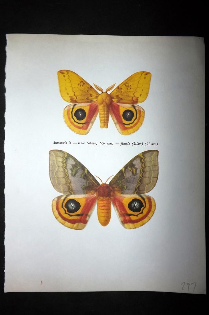 Prochazka, Frantisek 1966 Vintage Moth Print. Automeris io (1 of 1)