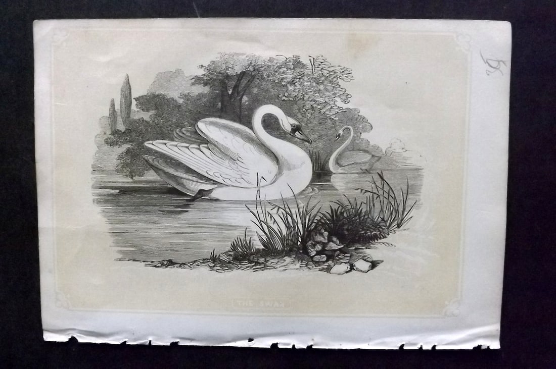 Bicknell, W. I. 1851 Antique Bird Print. Swan: Woodblocks Published 1851, London for "The Natural History of the Sacred Scriptures" by W. I. Bicknell. Paper Size: 6.5 x 5 inch (16.5 x 13cm) Good Condition