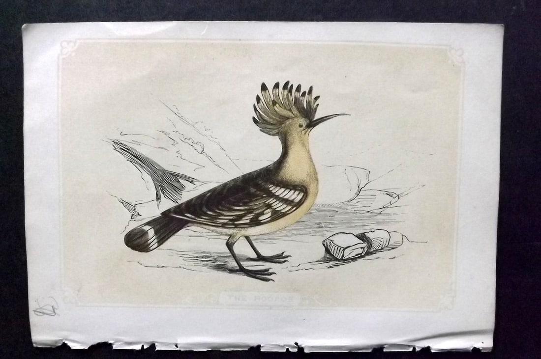 Bicknell, W. I. 1851 Antique Bird Print. Hoopoe: Woodblocks Published 1851, London for "The Natural History of the Sacred Scriptures" by W. I. Bicknell. Paper Size: 6.5 x 5 inch (16.5 x 13cm) Good Condition