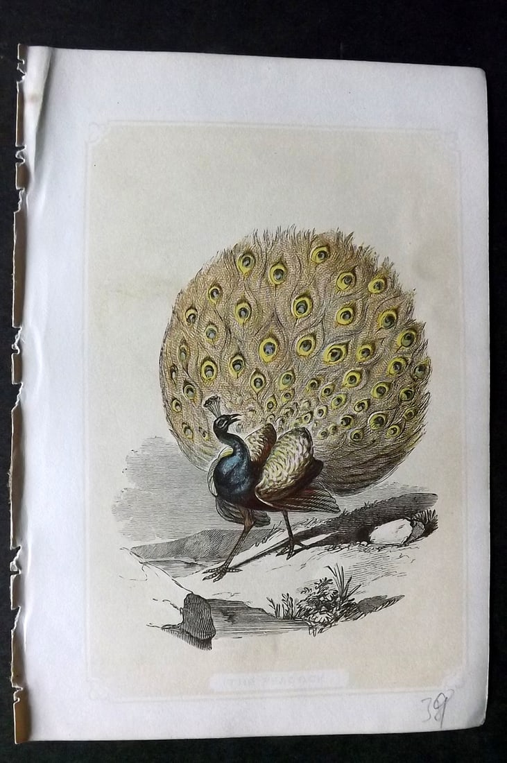 Bicknell, W. I. 1851 Antique Bird Print. Peacock: Woodblocks Published 1851, London for "The Natural History of the Sacred Scriptures" by W. I. Bicknell. Paper Size: 6.5 x 5 inch (16.5 x 13cm) Good Condition