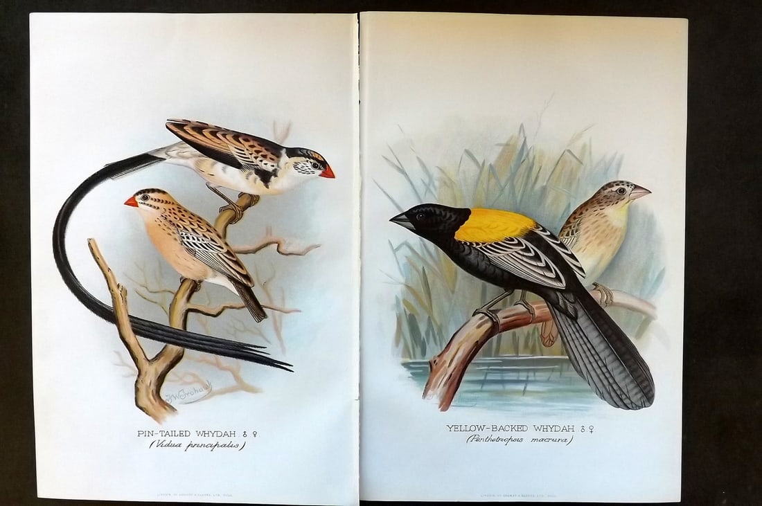 Frohawk, F. W. & Butler, Arthur 1899 Pair of Antique Bird Prints: Chromolithographs Published 1899, Hull and London for "Foreign Finches in Captivity" by Arthur G. Butler. Illustrated by F. W. Frohawk. Paper Size: 10.5 x 7 inch (27 x 18cm) Good Condition
