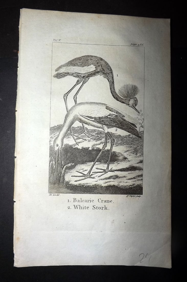 Goldsmith, Oliver 1779 Antique Bird Print. Baleirc Crane, White Stork: Copper Plate Published 1779, London for "An History of the Earth and Animated Nature" by Oliver Goldsmith. Paper Size: 7 x 4.25 inch (18 x 11cm) Good Condition