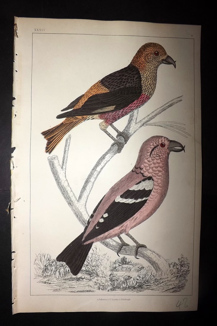 Goldsmith, Oliver 1852 Hand Col Bird Print. American & White Winged Crossbill 34: Hand Colored Etching/Engraving Published 1852 by A. Fullarton & Co., London for "A History of the Earth and Animated Nature" by Oliver Goldsmith. Paper Size: 10 x 6 inch (25 x 16cm) Good Condition