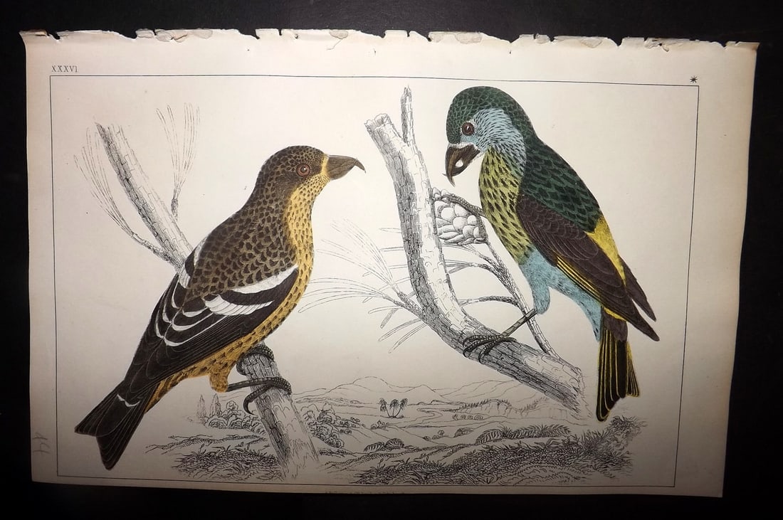 Goldsmith, Oliver 1852 Hand Col Bird Print. American & White Winged Crossbill 36: Hand Colored Etching/Engraving Published 1852 by A. Fullarton & Co., London for "A History of the Earth and Animated Nature" by Oliver Goldsmith. Paper Size: 10 x 6 inch (25 x 16cm) Good Condition