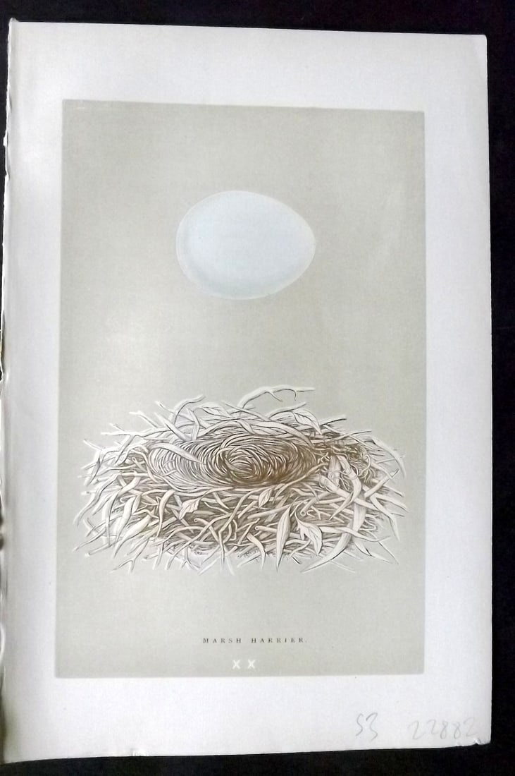 Morris, Francis 1896 Antique Bird Nest & Egg Print. Marsh Harrier 20: Woodblocks Published 1896, London for "A Natural History of the Nests and Eggs of British Birds" By the Rev. Francis Orpen Morris, printed Benjamin Fawcett. Paper Size: 10 x 7 inch (26 x 18cm) Good Co