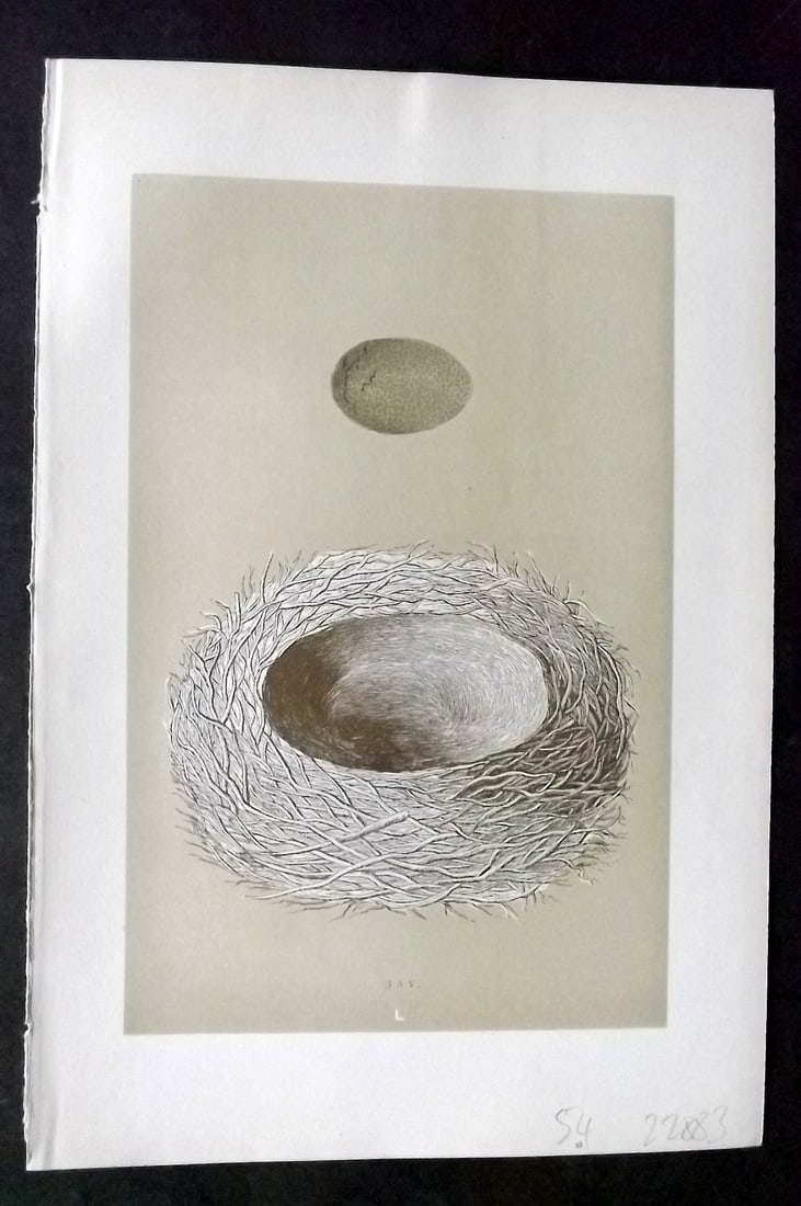 Morris, Francis 1896 Antique Bird Nest & Egg Print. Jay 50: Woodblocks Published 1896, London for "A Natural History of the Nests and Eggs of British Birds" By the Rev. Francis Orpen Morris, printed Benjamin Fawcett. Paper Size: 10 x 7 inch (26 x 18cm) Good Co
