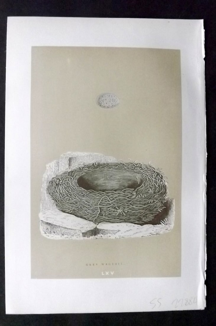 Morris, Francis 1896 Antique Bird Nest & Egg Print. Grey Wagtail 65: Woodblocks Published 1896, London for "A Natural History of the Nests and Eggs of British Birds" By the Rev. Francis Orpen Morris, printed Benjamin Fawcett. Paper Size: 10 x 7 inch (26 x 18cm) Good Co