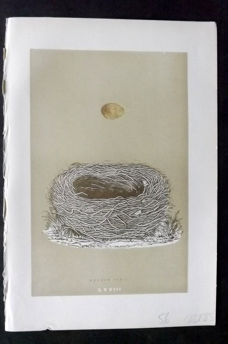 Morris, Francis 1896 Antique Bird Nest & Egg Print. Meadow Pipit 68: Woodblocks Published 1896, London for "A Natural History of the Nests and Eggs of British Birds" By the Rev. Francis Orpen Morris, printed Benjamin Fawcett. Paper Size: 10 x 7 inch (26 x 18cm) Good Co