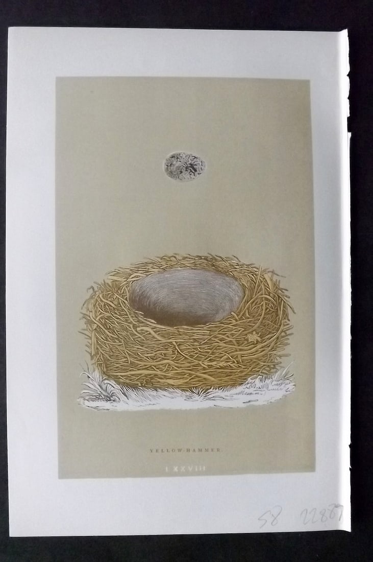 Morris, Francis 1896 Antique Bird Nest & Egg Print. Yellow Hammer 78: Woodblocks Published 1896, London for "A Natural History of the Nests and Eggs of British Birds" By the Rev. Francis Orpen Morris, printed Benjamin Fawcett. Paper Size: 10 x 7 inch (26 x 18cm) Good Co