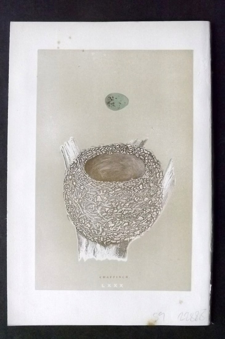 Morris, Francis 1896 Antique Bird Nest & Egg Print. Chaffinch 80: Woodblocks Published 1896, London for "A Natural History of the Nests and Eggs of British Birds" By the Rev. Francis Orpen Morris, printed Benjamin Fawcett. Paper Size: 10 x 7 inch (26 x 18cm) Good Co