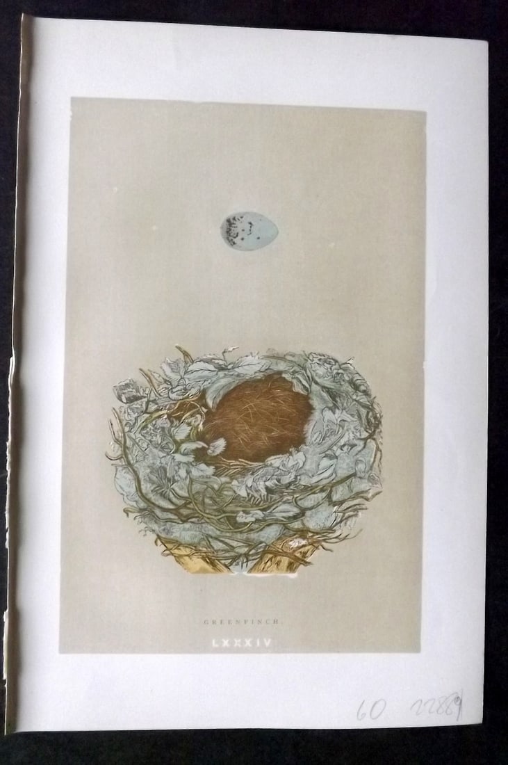 Morris, Francis 1896 Antique Bird Nest & Egg Print. Greenfinch 84: Woodblocks Published 1896, London for "A Natural History of the Nests and Eggs of British Birds" By the Rev. Francis Orpen Morris, printed Benjamin Fawcett. Paper Size: 10 x 7 inch (26 x 18cm) Good Co