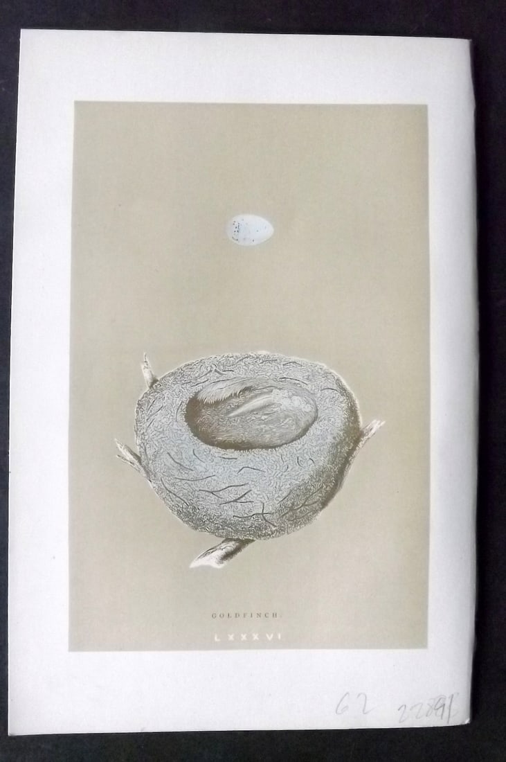Morris, Francis 1896 Antique Bird Nest & Egg Print. Goldfinch 86: Woodblocks Published 1896, London for "A Natural History of the Nests and Eggs of British Birds" By the Rev. Francis Orpen Morris, printed Benjamin Fawcett. Paper Size: 10 x 7 inch (26 x 18cm) Good Co