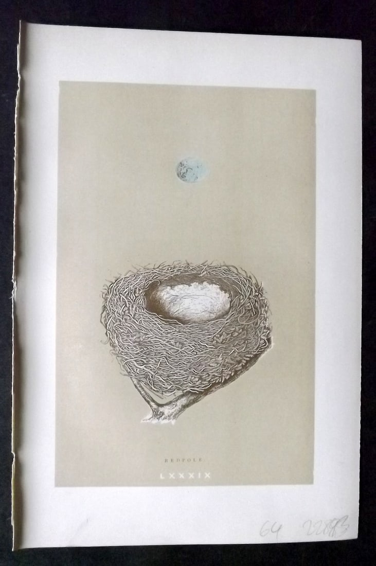 Morris, Francis 1896 Antique Bird Nest & Egg Print. Redpole 89: Woodblocks Published 1896, London for "A Natural History of the Nests and Eggs of British Birds" By the Rev. Francis Orpen Morris, printed Benjamin Fawcett. Paper Size: 10 x 7 inch (26 x 18cm) Good Co