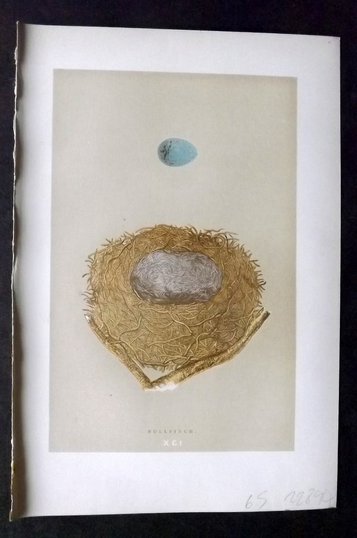 Morris, Francis 1896 Antique Bird Nest & Egg Print. Bullfinch 91: Woodblocks Published 1896, London for "A Natural History of the Nests and Eggs of British Birds" By the Rev. Francis Orpen Morris, printed Benjamin Fawcett. Paper Size: 10 x 7 inch (26 x 18cm) Good Co