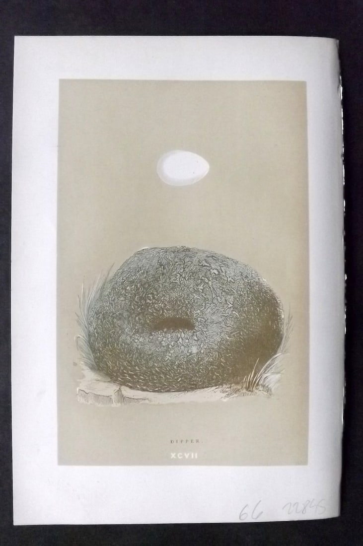 Morris, Francis 1896 Antique Bird Nest & Egg Print. Dipper 92: Woodblocks Published 1896, London for "A Natural History of the Nests and Eggs of British Birds" By the Rev. Francis Orpen Morris, printed Benjamin Fawcett. Paper Size: 10 x 7 inch (26 x 18cm) Good Co
