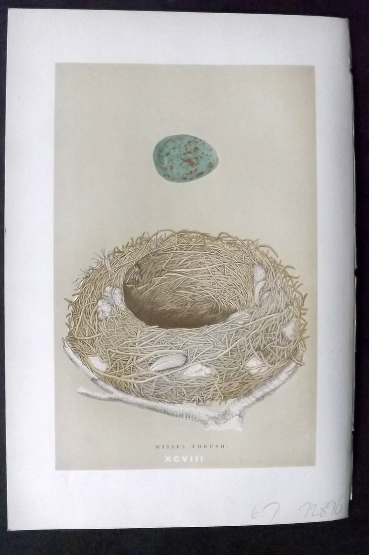 Morris, Francis 1896 Antique Bird Nest & Egg Print. Missel Thrush 98: Woodblocks Published 1896, London for "A Natural History of the Nests and Eggs of British Birds" By the Rev. Francis Orpen Morris, printed Benjamin Fawcett. Paper Size: 10 x 7 inch (26 x 18cm) Good Co