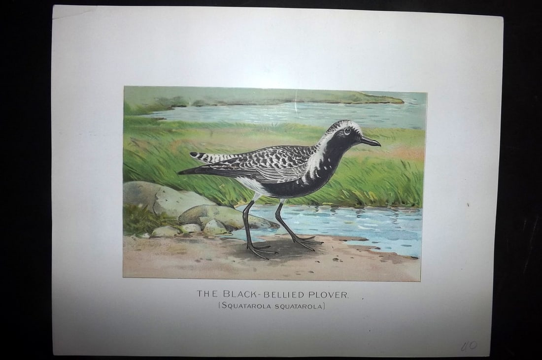 Ridgway & Fuertes 1902 Folio Bird Print. Black Bellied Plover: Chromolithograph Published 1902, Albany for "Fish and Game of the State of New York. Seventh Report" First and Deluxe Edition by the Forest, Fish and Game Commission of New York. Illustrated by Sherma