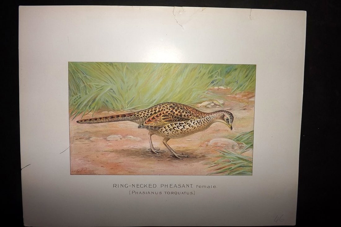 Ridgway & Fuertes 1902 Folio Bird Print. Ring Necked Pheasant: Chromolithograph Published 1902, Albany for "Fish and Game of the State of New York. Seventh Report" First and Deluxe Edition by the Forest, Fish and Game Commission of New York. Illustrated by Sherma