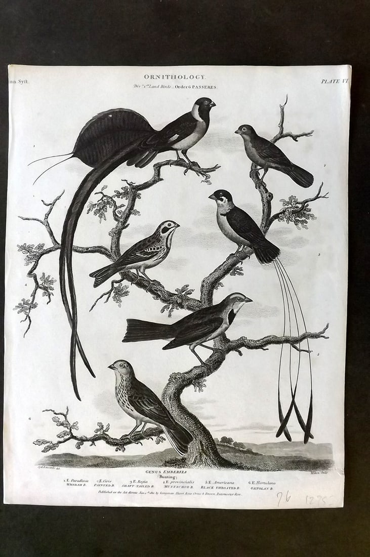 Rees, Abraham 1820 Antique Bird Print. Buntings Whidar (1 of 1)