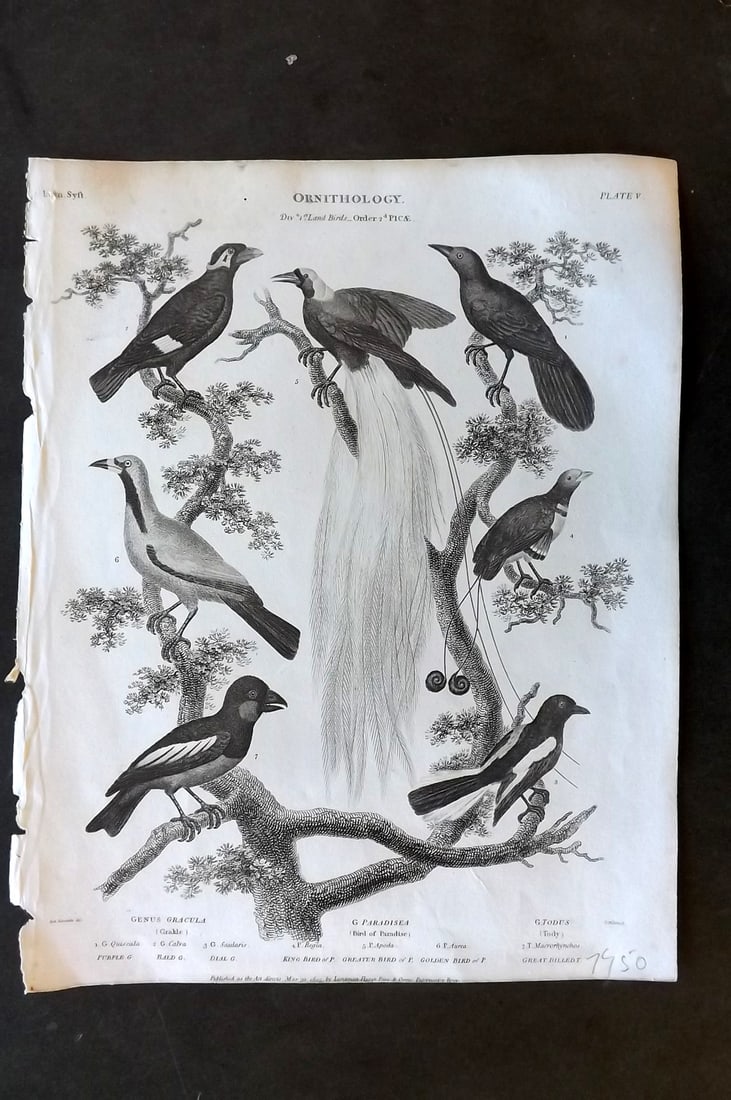 Rees, Abraham 1820 Antique Bird Print. Bird of Paradise, Tody (1 of 1)