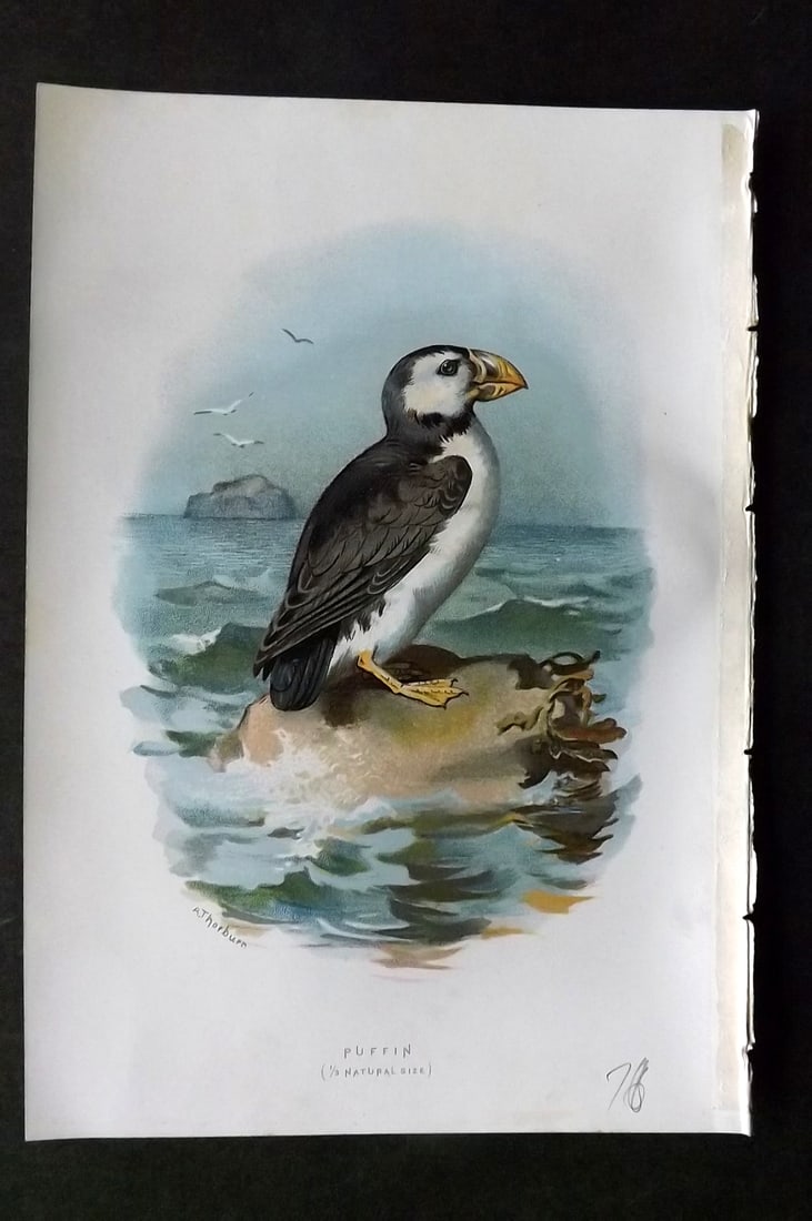 Swaysland, Walter 1883 First Edition Bird Print. Puffin: Offset Lithographs Published 1903, London for "Familiar Wild Birds" by Walter Swaysland. Illustrated by Archibald Thorburn and others. Paper Size: 7.5 x 5 inch (19 x 13cm) Good Condition
