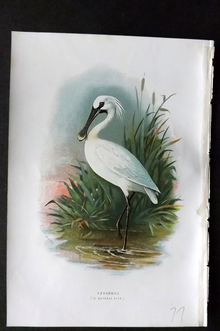 Swaysland, Walter 1883 First Edition Bird Print. Spoonbill: Offset Lithographs Published 1903, London for "Familiar Wild Birds" by Walter Swaysland. Illustrated by Archibald Thorburn and others. Paper Size: 7.5 x 5 inch (19 x 13cm) Good Condition
