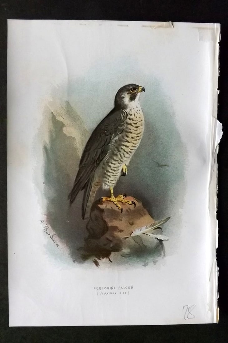 Swaysland, Walter 1883 First Edition Bird Print. Peregrine Falcon: Offset Lithographs Published 1903, London for "Familiar Wild Birds" by Walter Swaysland. Illustrated by Archibald Thorburn and others. Paper Size: 7.5 x 5 inch (19 x 13cm) Good Condition