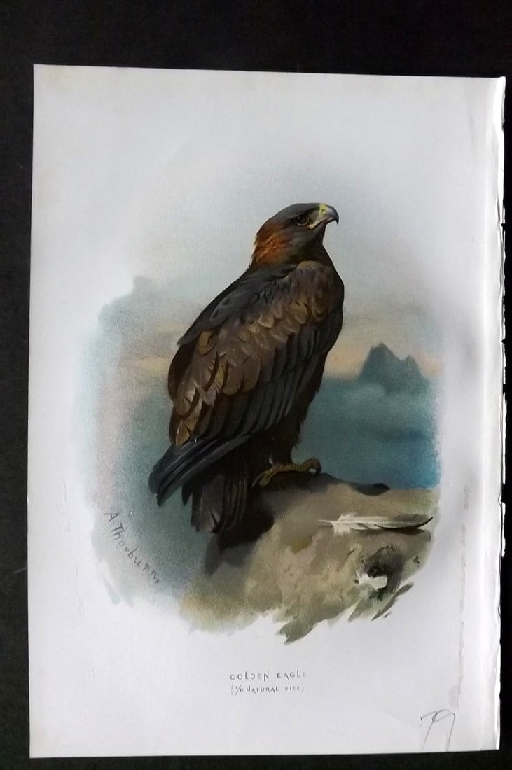 Swaysland, Walter 1883 First Edition Bird Print. Golden Eagle (1 of 1)