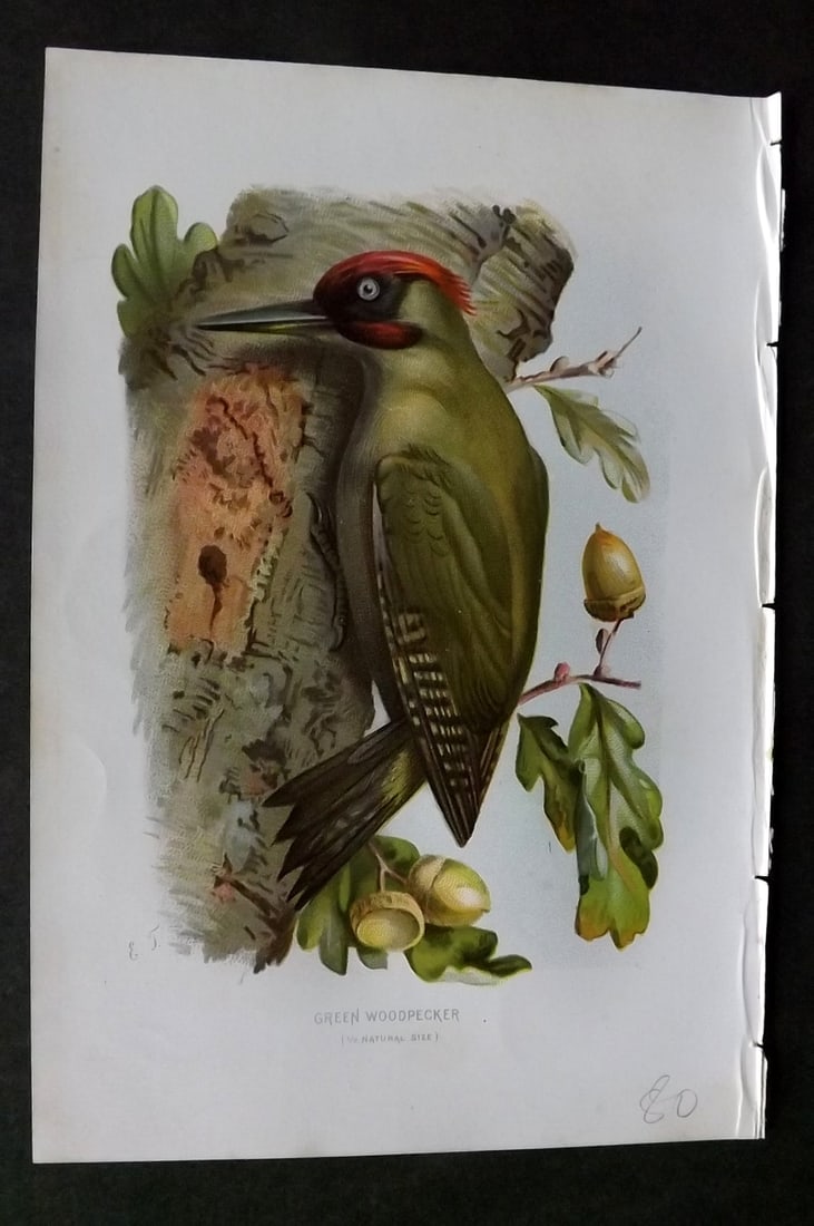 Swaysland, Walter 1883 First Edition Bird Print. Green Woodpecker (1 of 1)