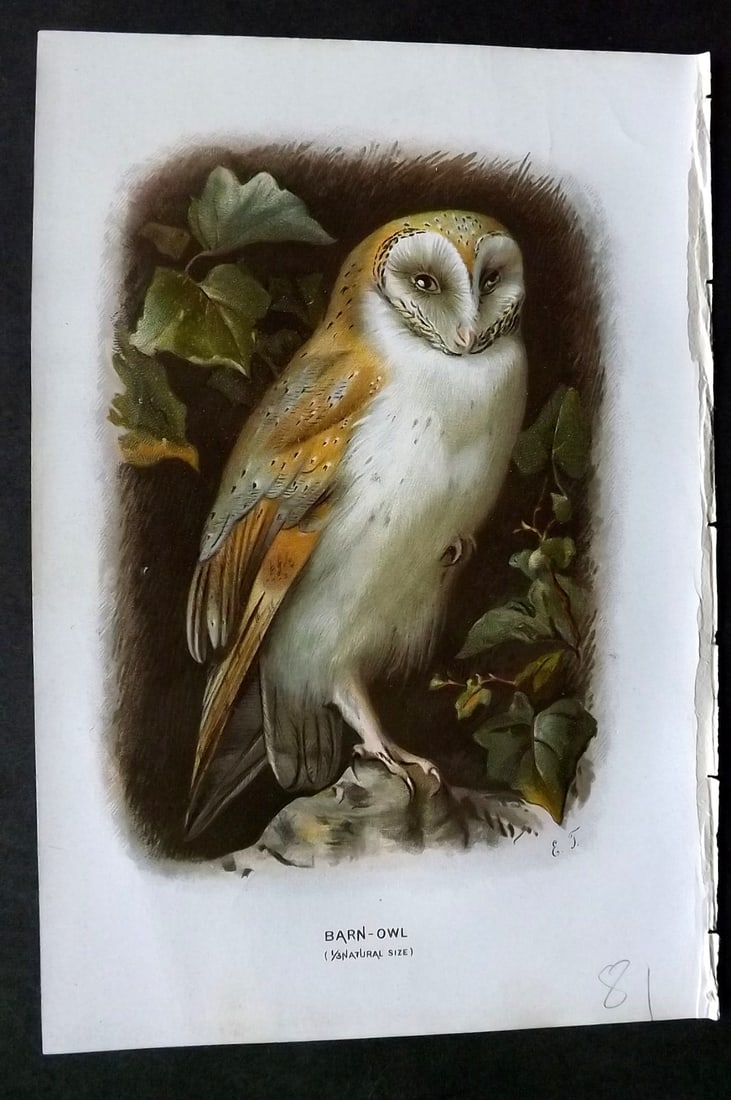Swaysland, Walter 1883 First Edition Bird Print. Barn Owl: Offset Lithographs Published 1903, London for "Familiar Wild Birds" by Walter Swaysland. Illustrated by Archibald Thorburn and others. Paper Size: 7.5 x 5 inch (19 x 13cm) Good Condition
