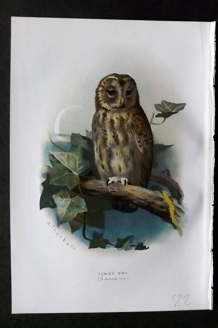 Swaysland, Walter 1883 First Edition Bird Print. Tawny Owl: Offset Lithographs Published 1903, London for "Familiar Wild Birds" by Walter Swaysland. Illustrated by Archibald Thorburn and others. Paper Size: 7.5 x 5 inch (19 x 13cm) Good Condition