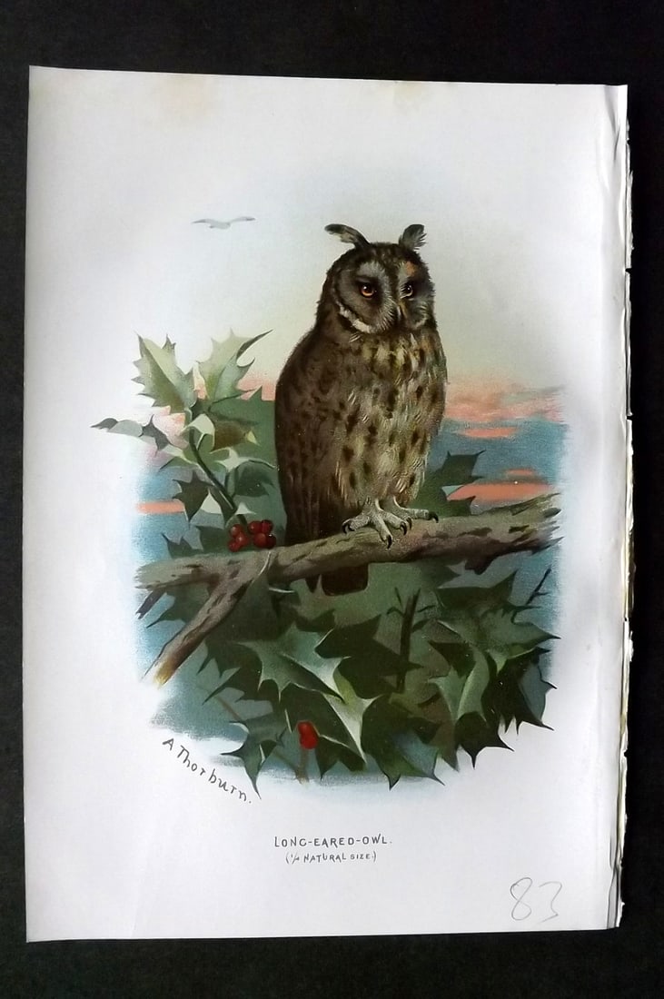 Swaysland, Walter 1883 First Edition Bird Print. Long Eared Owl: Offset Lithographs Published 1903, London for "Familiar Wild Birds" by Walter Swaysland. Illustrated by Archibald Thorburn and others. Paper Size: 7.5 x 5 inch (19 x 13cm) Very minor margin toning. Go