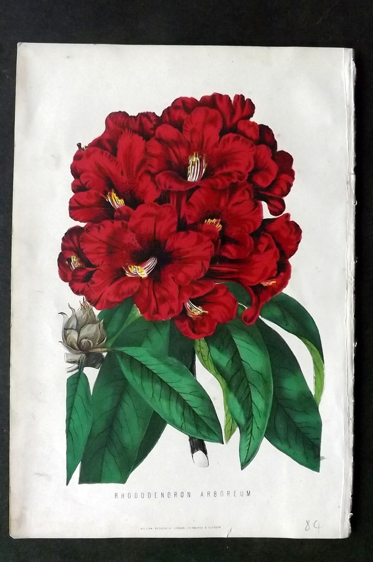 Anderson, James 1874 Botanical Print. Rhododendron Arboreum: Woodblock Published 1874, London for "The New Practical Gardener, and Modern Horticulturist" by James Anderson. Printed in colours and finished by hand. Paper Size: 9.5 x 6.5 inch (24 x 16.5cm) Good C