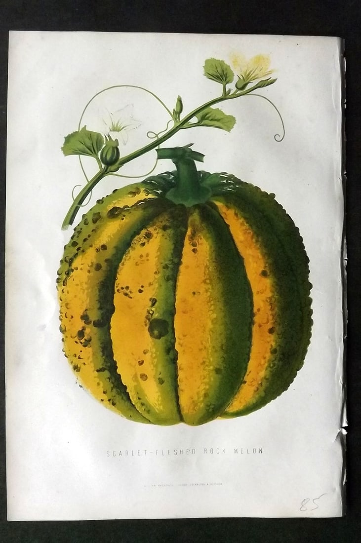 Anderson, James 1874 Fruit Print. Scarlet-Fleshed Rock Melon: Woodblock Published 1874, London for "The New Practical Gardener, and Modern Horticulturist" by James Anderson. Printed in colours and finished by hand. Paper Size: 9.5 x 6.5 inch (24 x 16.5cm) Good C