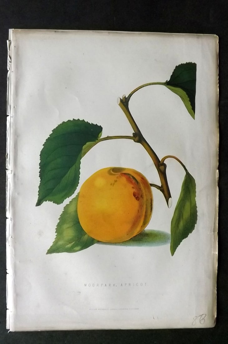 Anderson, James 1874 Fruit Print. Moorpark Apricot (1 of 1)