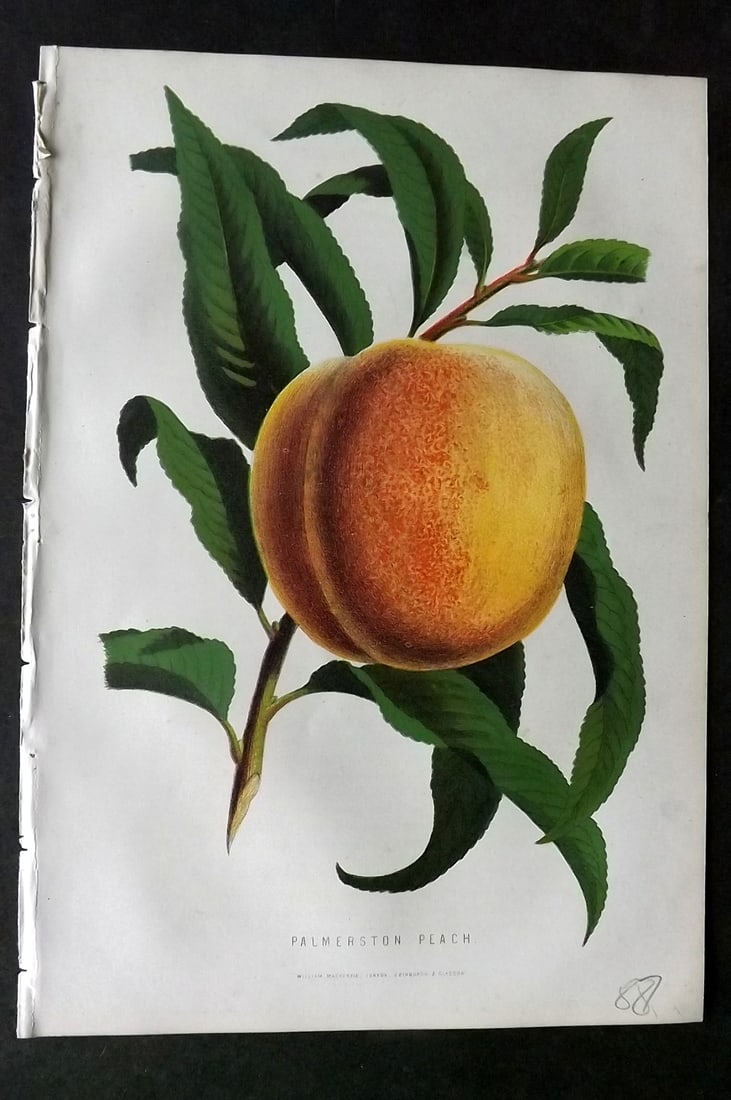 Anderson, James 1874 Fruit Print. Palmerson Peach (1 of 1)
