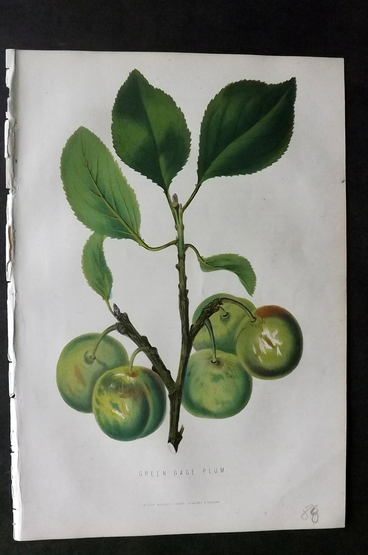 Anderson, James 1874 Fruit Print. Green Gage Plum: Woodblock Published 1874, London for "The New Practical Gardener, and Modern Horticulturist" by James Anderson. Printed in colours and finished by hand. Paper Size: 9.5 x 6.5 inch (24 x 16.5cm) Good C