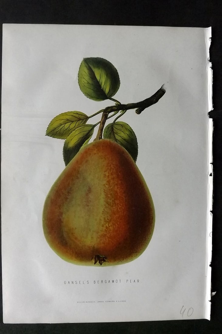 Anderson, James 1874 Fruit Print. Gansel's Bergamot Pear: Woodblock Published 1874, London for "The New Practical Gardener, and Modern Horticulturist" by James Anderson. Printed in colours and finished by hand. Paper Size: 9.5 x 6.5 inch (24 x 16.5cm) Good C